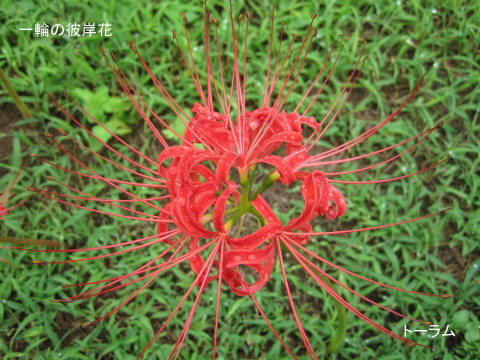 一輪の彼岸花